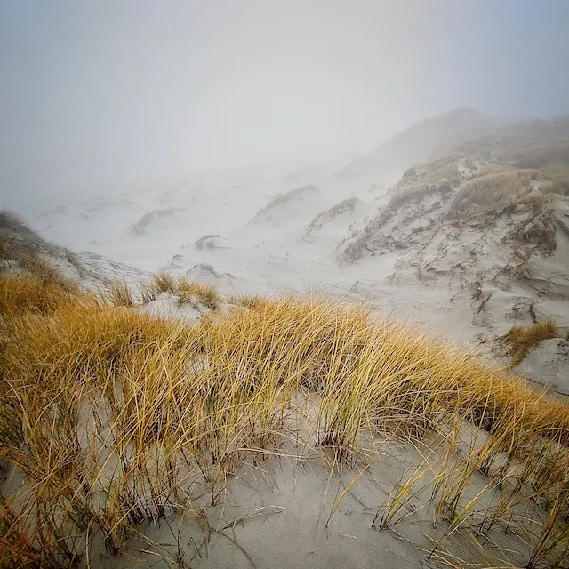 Dunes and beach on Terschelling