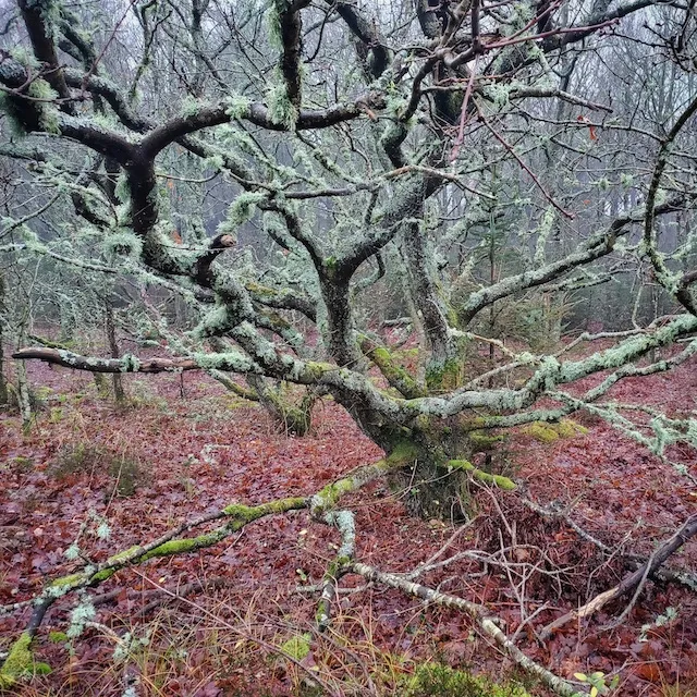 Walking on Terschelling