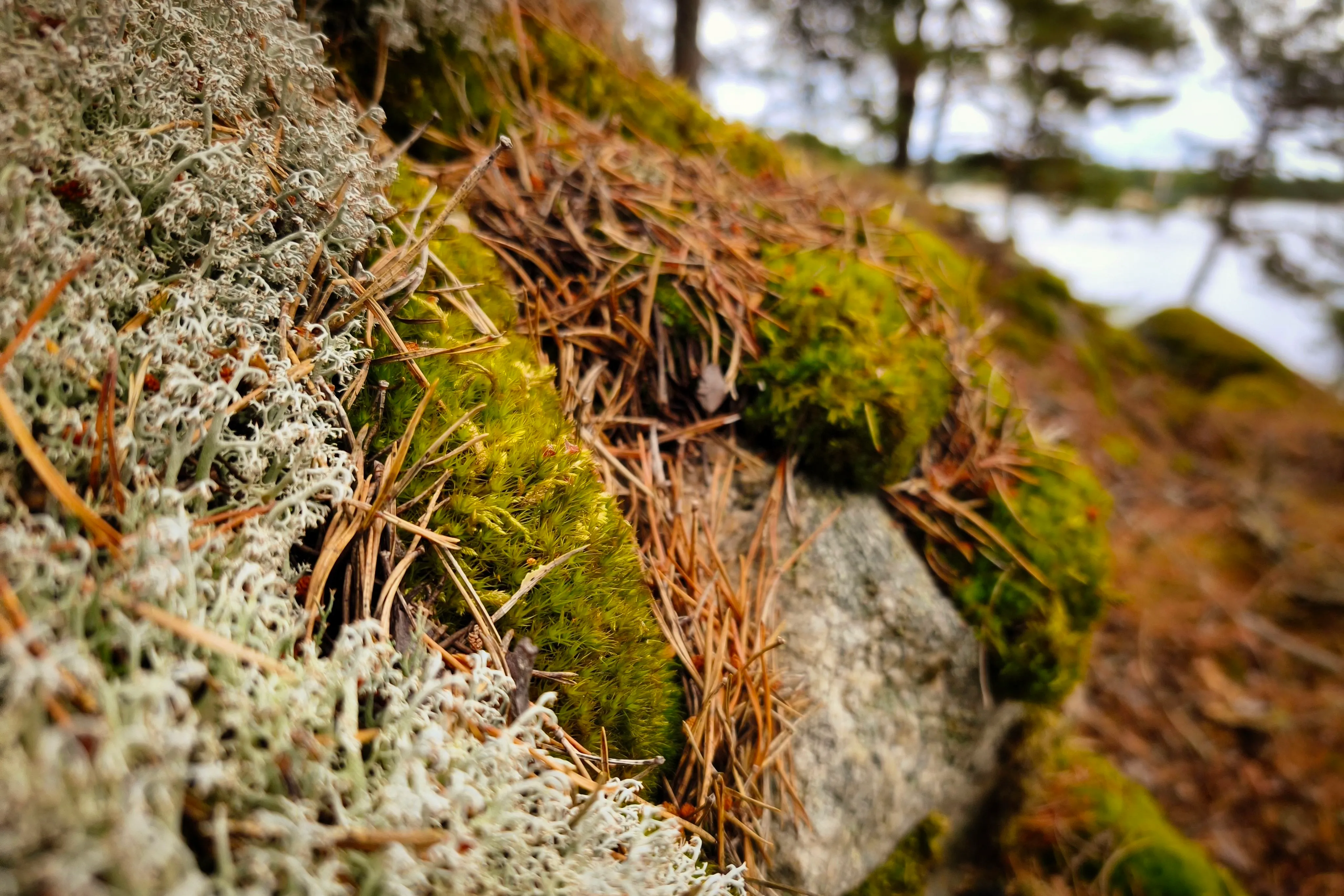 Lichen, moss, and pine needles on granite, Grönskär.