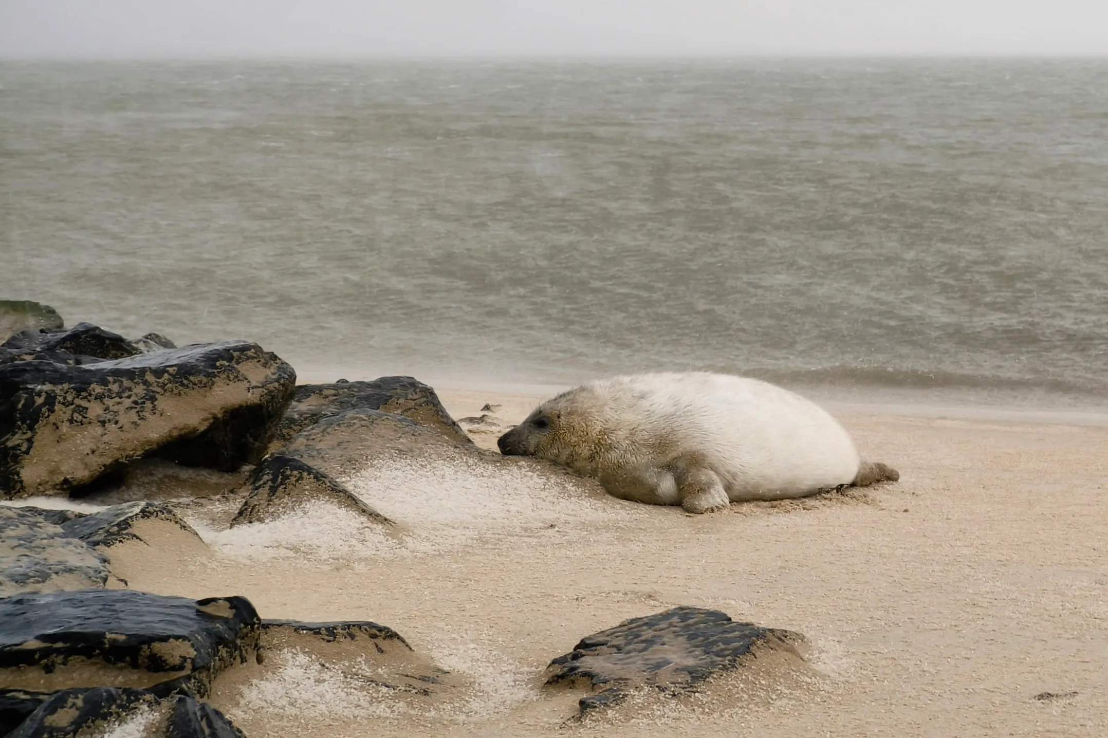 A seal at the beach in Vlieland.